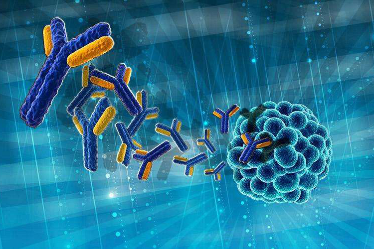 one娓告垙鐢熺墿閲嶇粍鍏ㄤ汉婧愭姉EGFR鍗曞厠闅嗘姉浣撴敞灏勬恫鑾峰緱涓村簥璇曢獙鎵逛欢